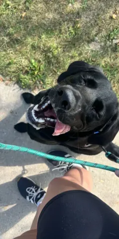 Black Labrador sitting with open mouth, panting on sidewalk, held by a person on a sunny day.