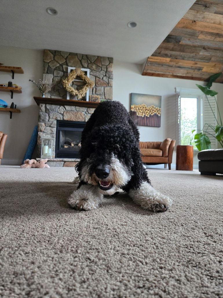 Black and white dog on carpet, head down, near fireplace, interior, sunny.