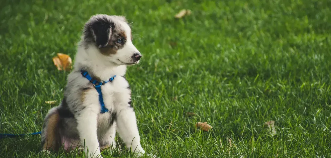 Puppy sitting in green grass, wearing a blue harness, looking to the right.