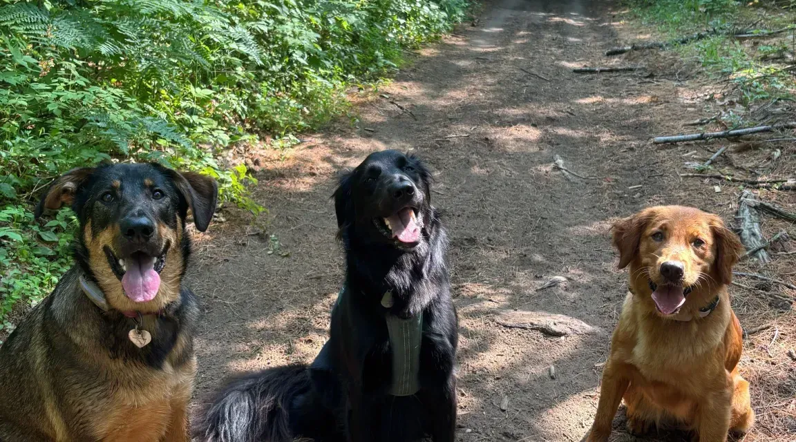 Three dogs sit on a dirt path in a forest. One is brown and black, one is black, and one is golden brown.