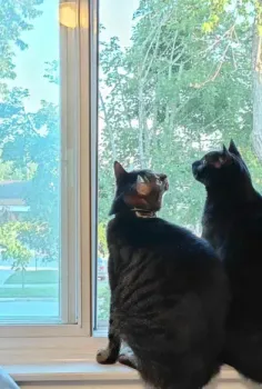 Two black cats sit side by side on a windowsill, gazing out a window at a green tree-filled view.