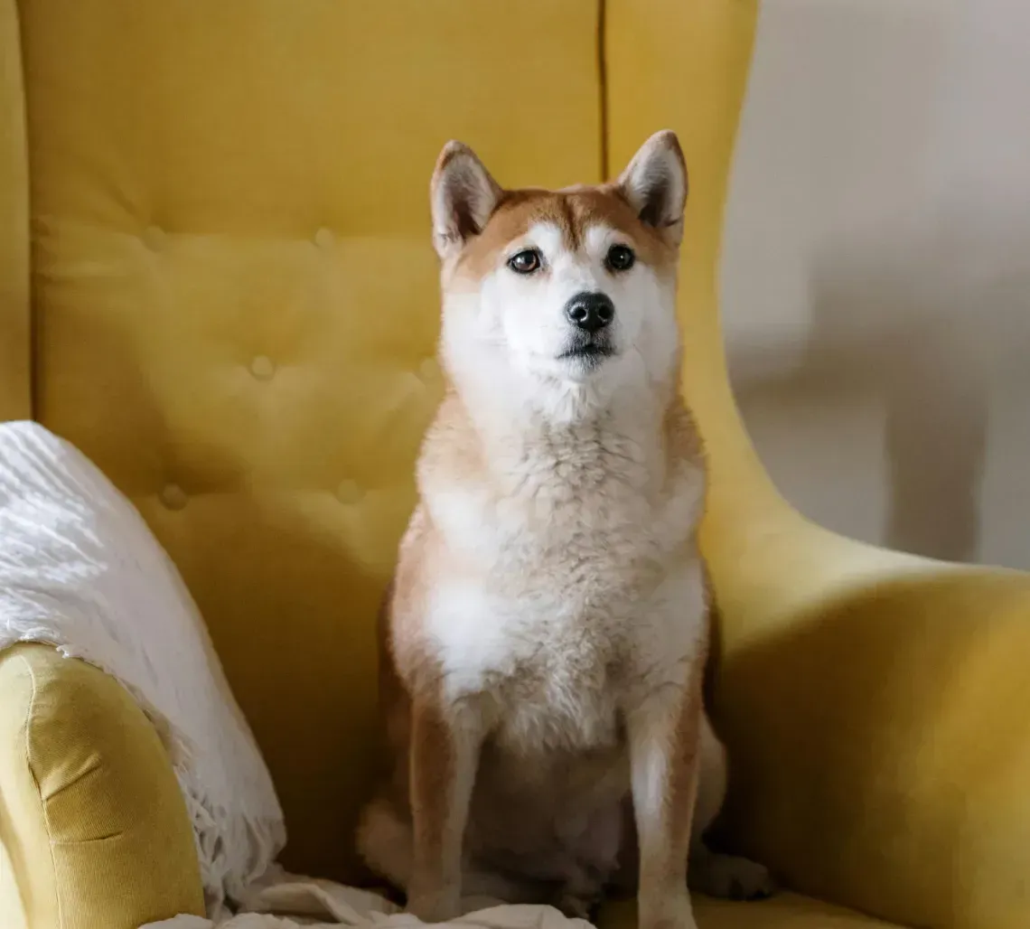 Shiba Inu dog sitting on a yellow armchair with a white blanket.