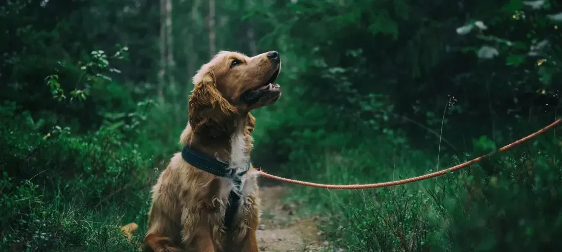 Golden Cocker Spaniel sits on path in forest, looking upwards, leash attached.