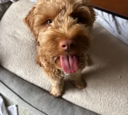 Brown, curly-haired dog with tongue out, sitting in a dog bed, looking up.