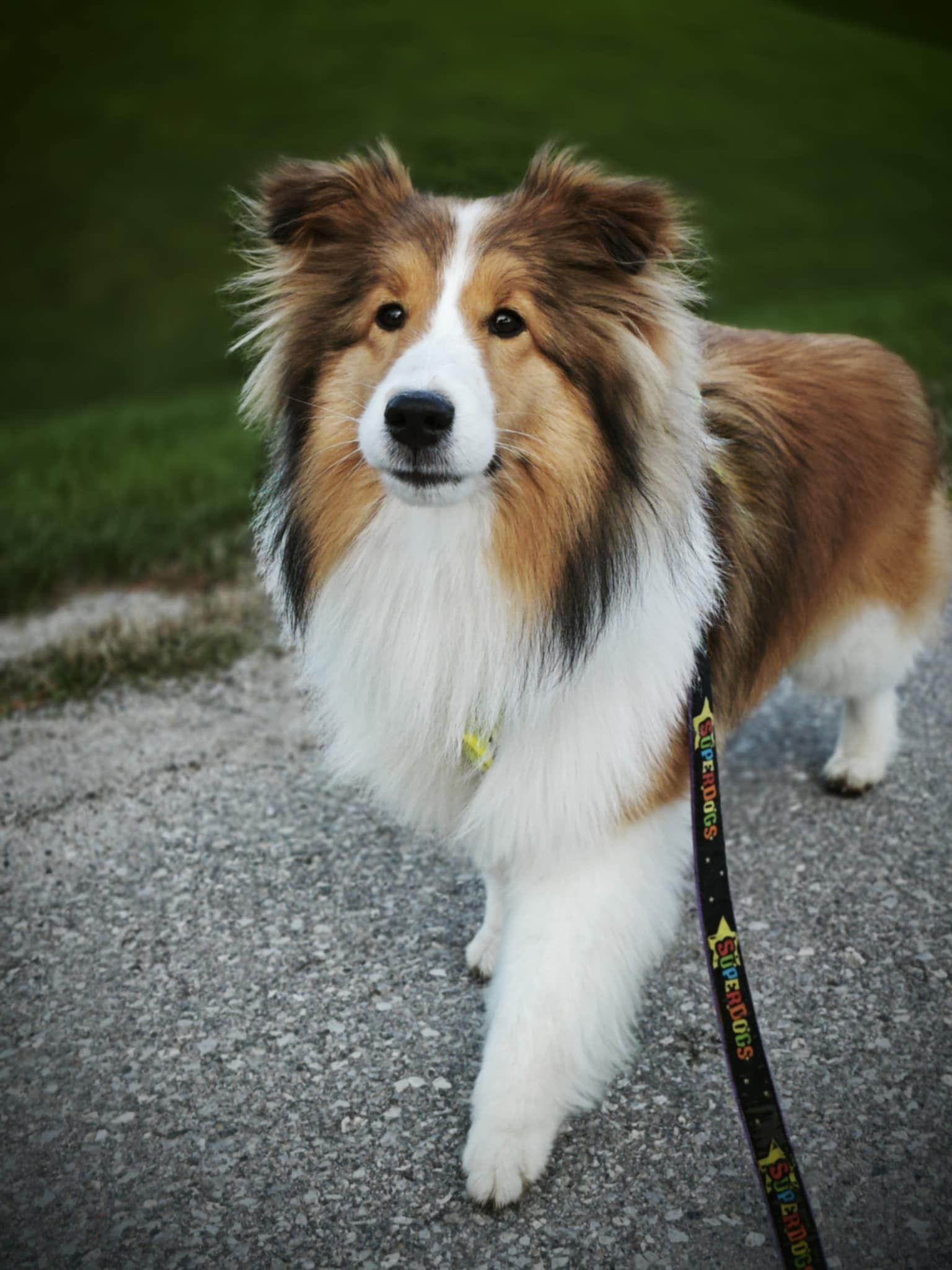 Sheltie dog on leash with brown and white fur, standing on a paved path.