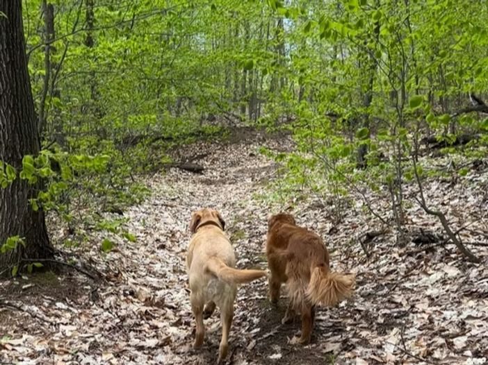 Two dogs hike a forest trail, light brown and golden fur, trees surround them.