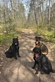 Three dogs sit on a dirt path in a wooded area, two black and one brown with tongues out.