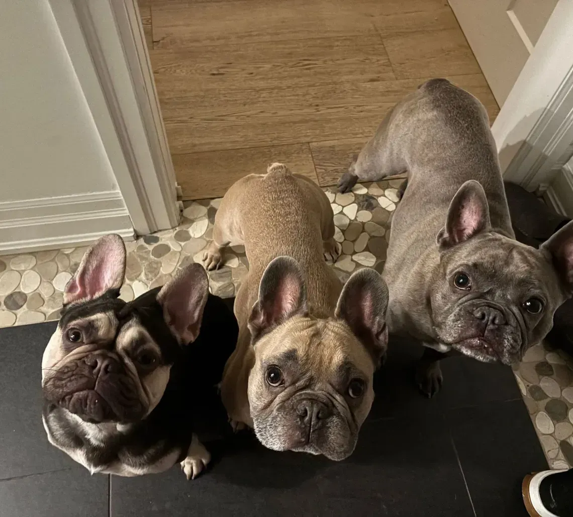 Three French bulldogs looking up; one black and white, one tan, and one gray.