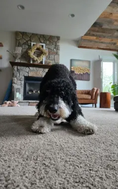 Black and white dog on carpet, looking at the camera, with a fireplace and living room setting in the background.