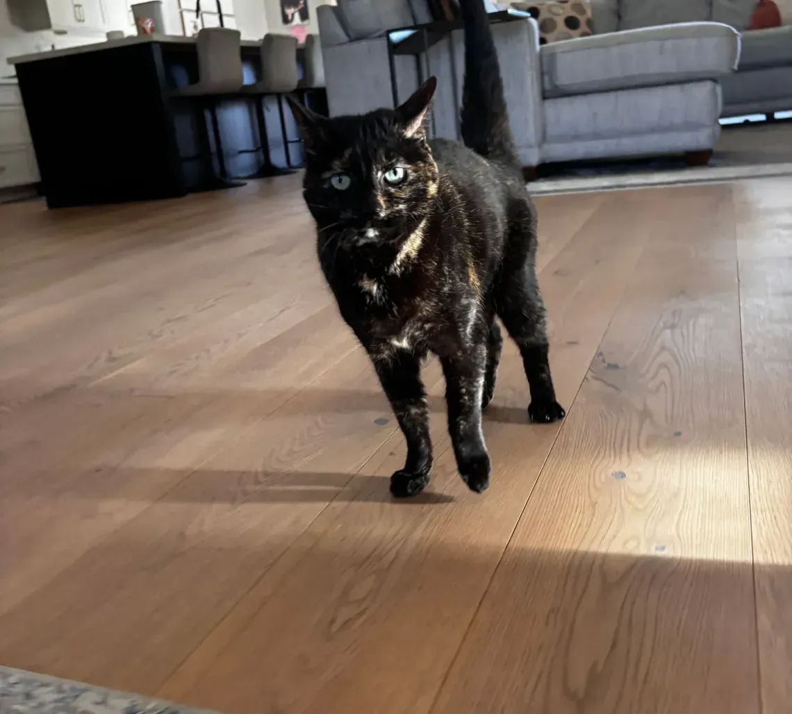 Tortoiseshell cat walking on wood floor in a sunlit room.