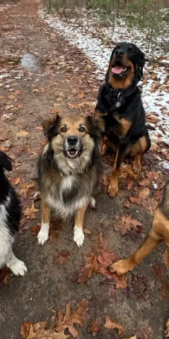 Four dogs, wet from a walk, pose on a muddy trail in a wooded area with autumn leaves and patches of snow.