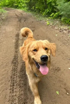 Golden retriever dog walks toward the camera on a dirt path in a forest, tongue out.