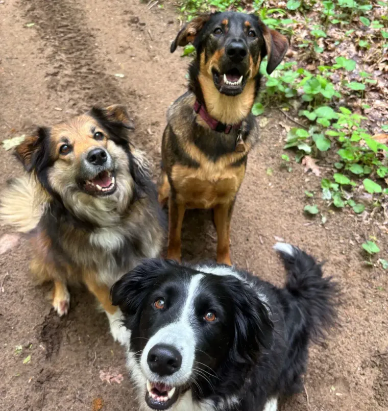 Three dogs with happy expressions, looking up. One black and white, one brown and black, one tan and brown on a dirt path.