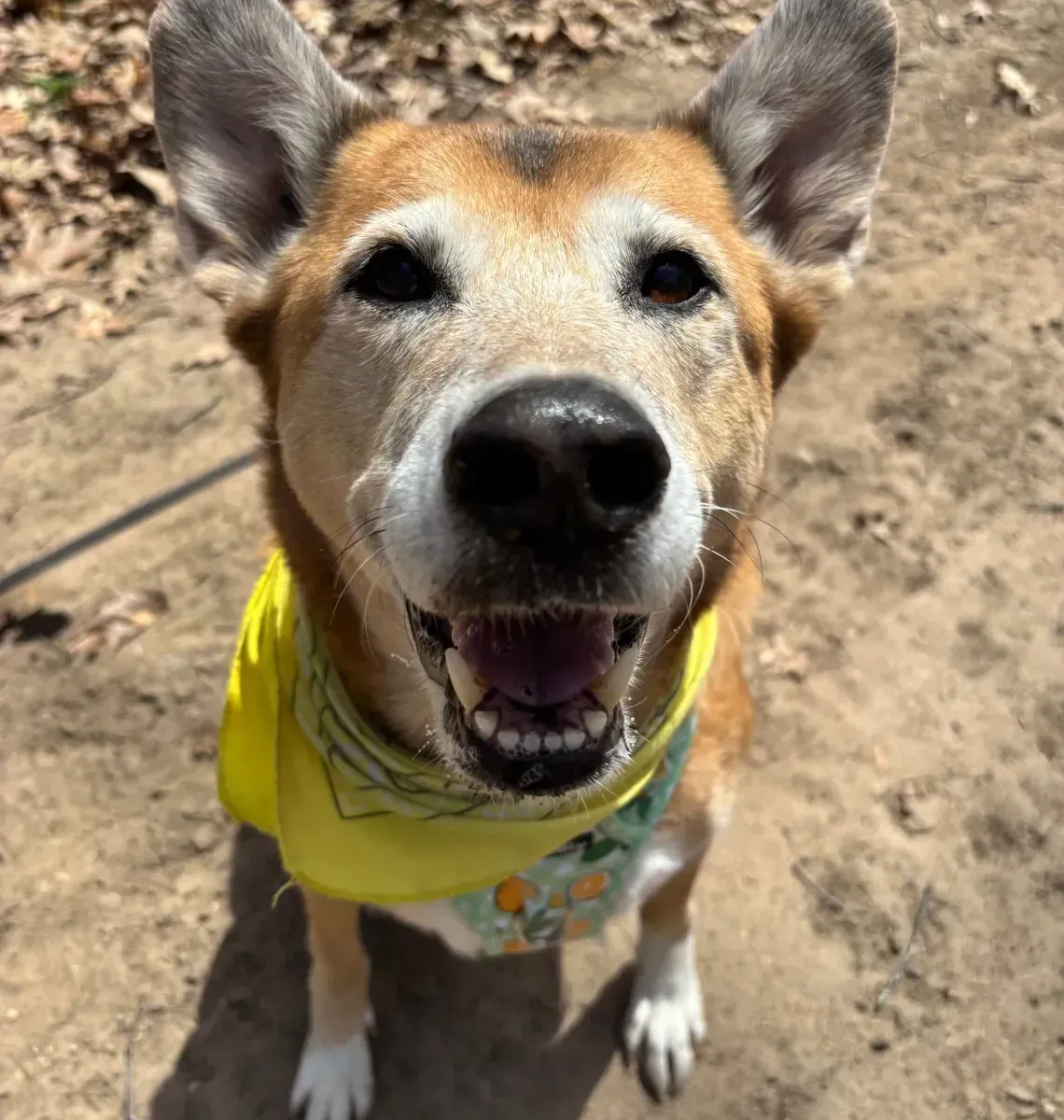 Smiling Shiba Inu wearing a yellow bandana, outdoors on a dirt path.