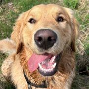 Golden retriever with a happy expression, panting, outdoors.