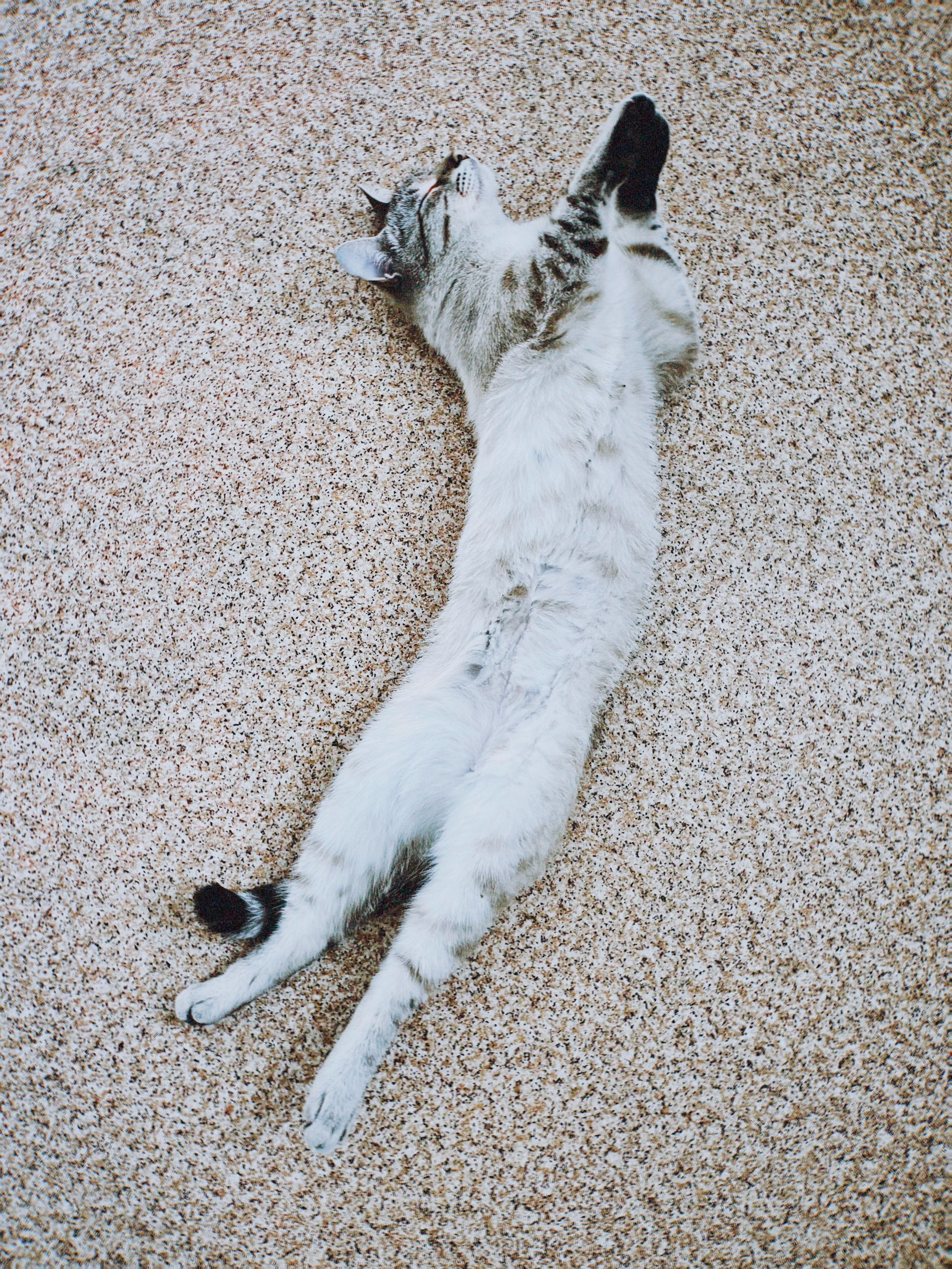 White-and-gray cat lying stretched out on a speckled floor with paws raised.