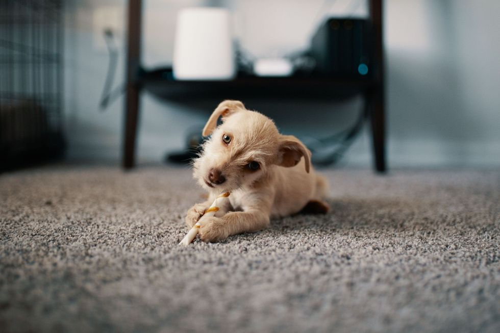 Small tan puppy lying on a gray carpet, holding a chew toy in a softly blurred room