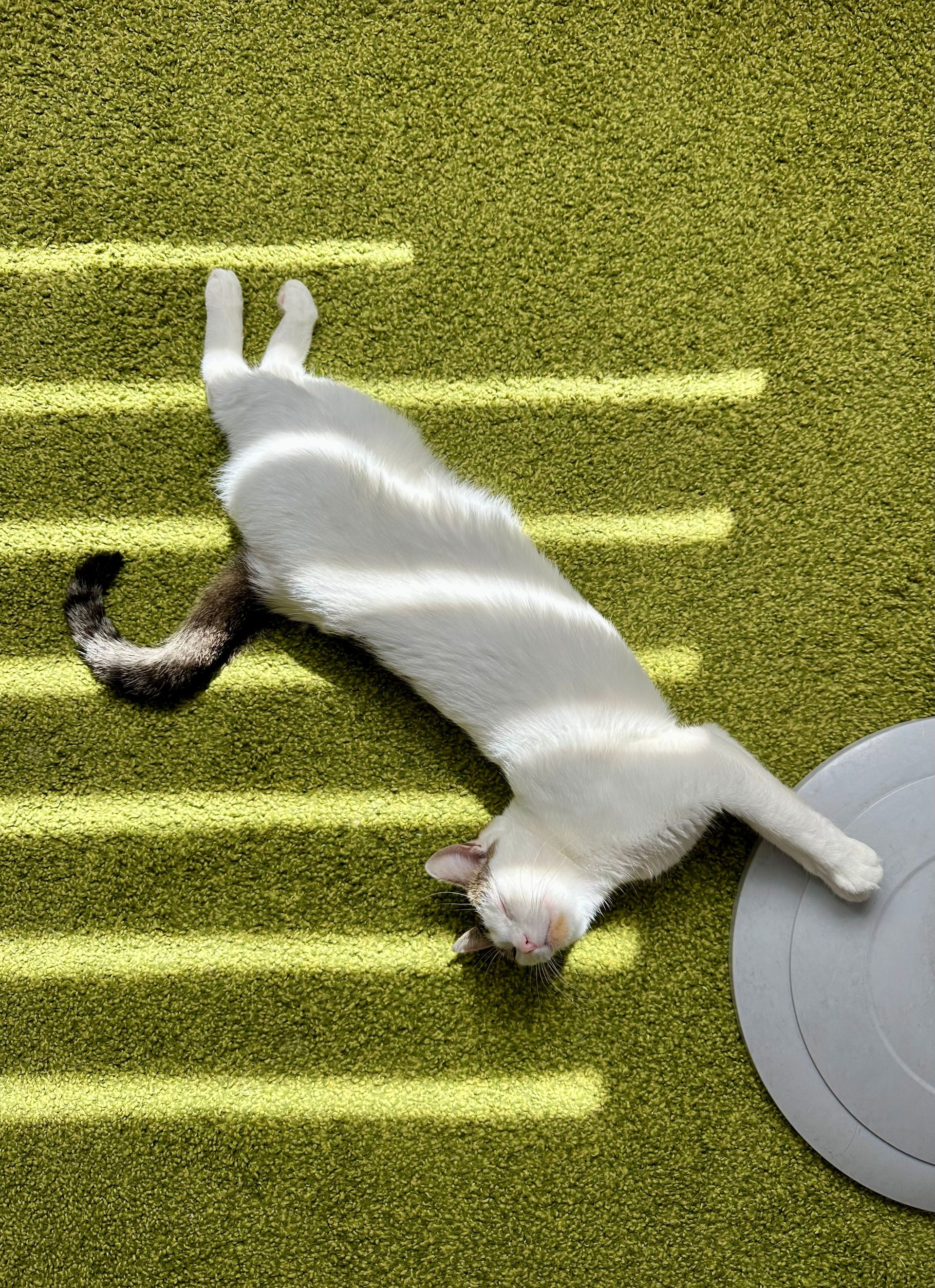 White cat lying on green rug in sunlight beside a round gray object