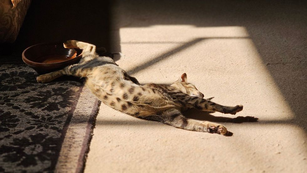 Cat stretched out asleep in a sunbeam on a carpet by a pet bed.