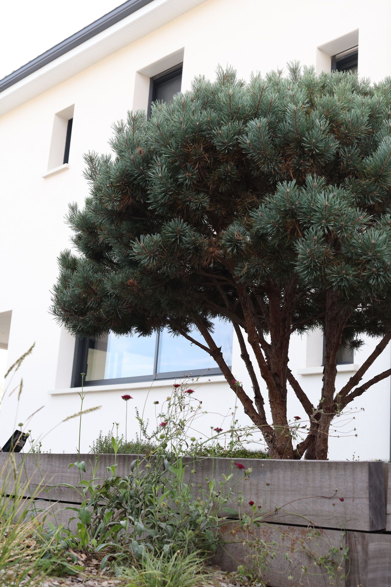 Pin sylvestre Watereri en jardinière devant une maison neuve à Vertou