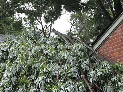 new braunfels tree service pros emergency tree service