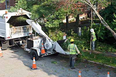 tree service new braunfels