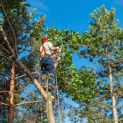 new braunfels tree pruning times