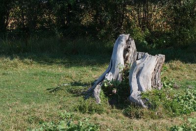 new braunfels common tree diseases