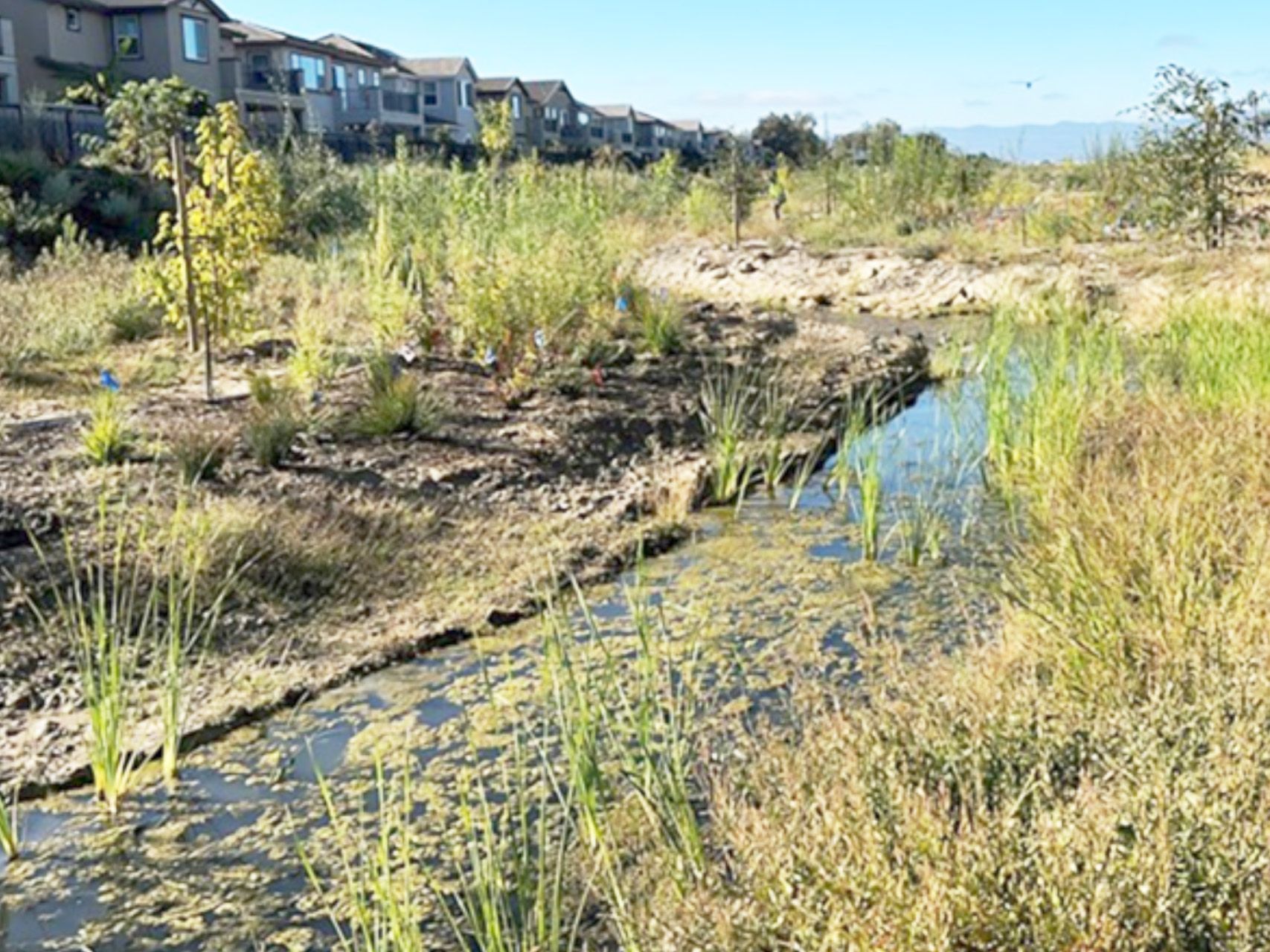 New Ohlone River Rehab