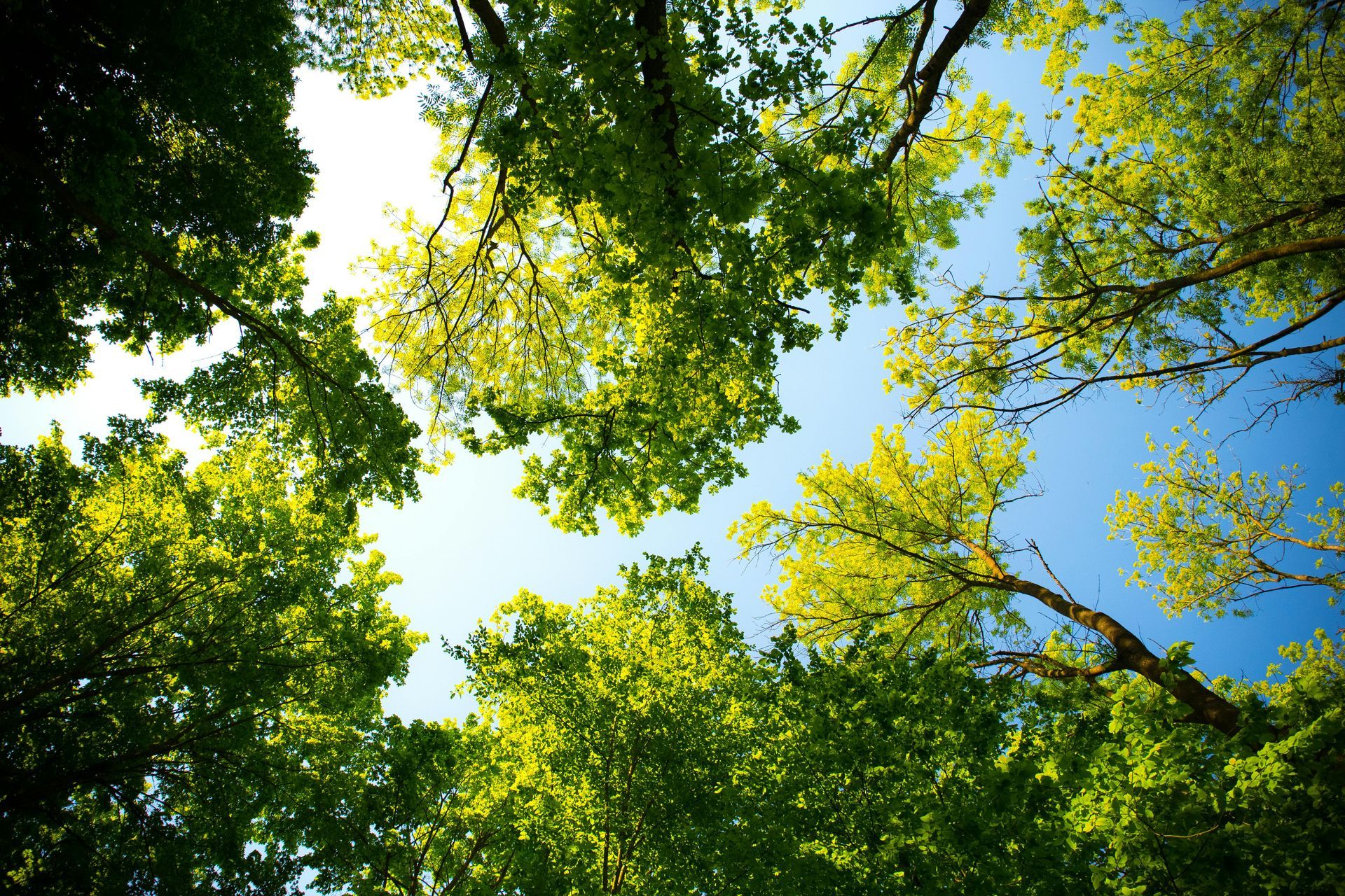 Green tree canopy against a bright blue sky.