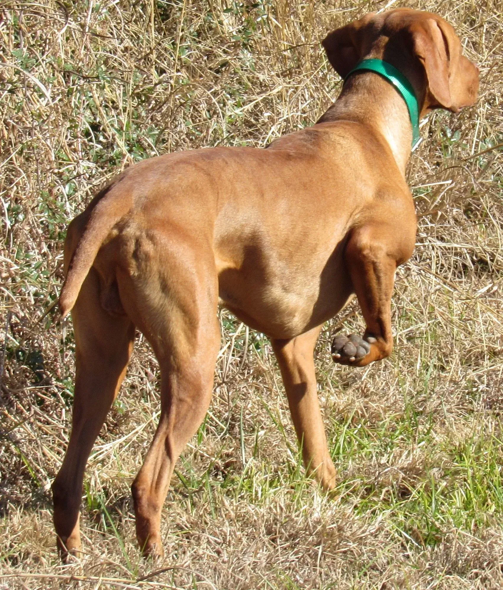 Gunner & Rica Litter