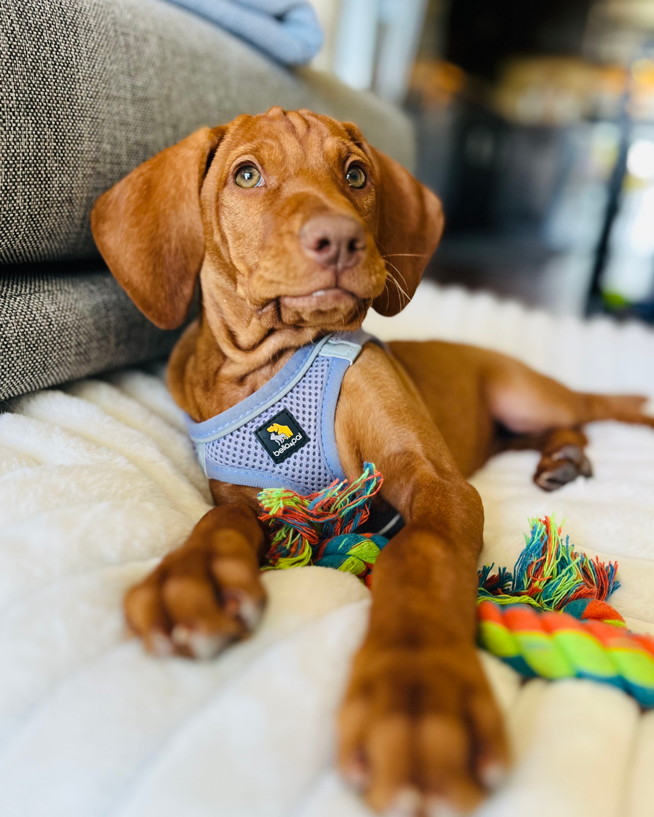 A brown dog is laying on a bed with a toy.