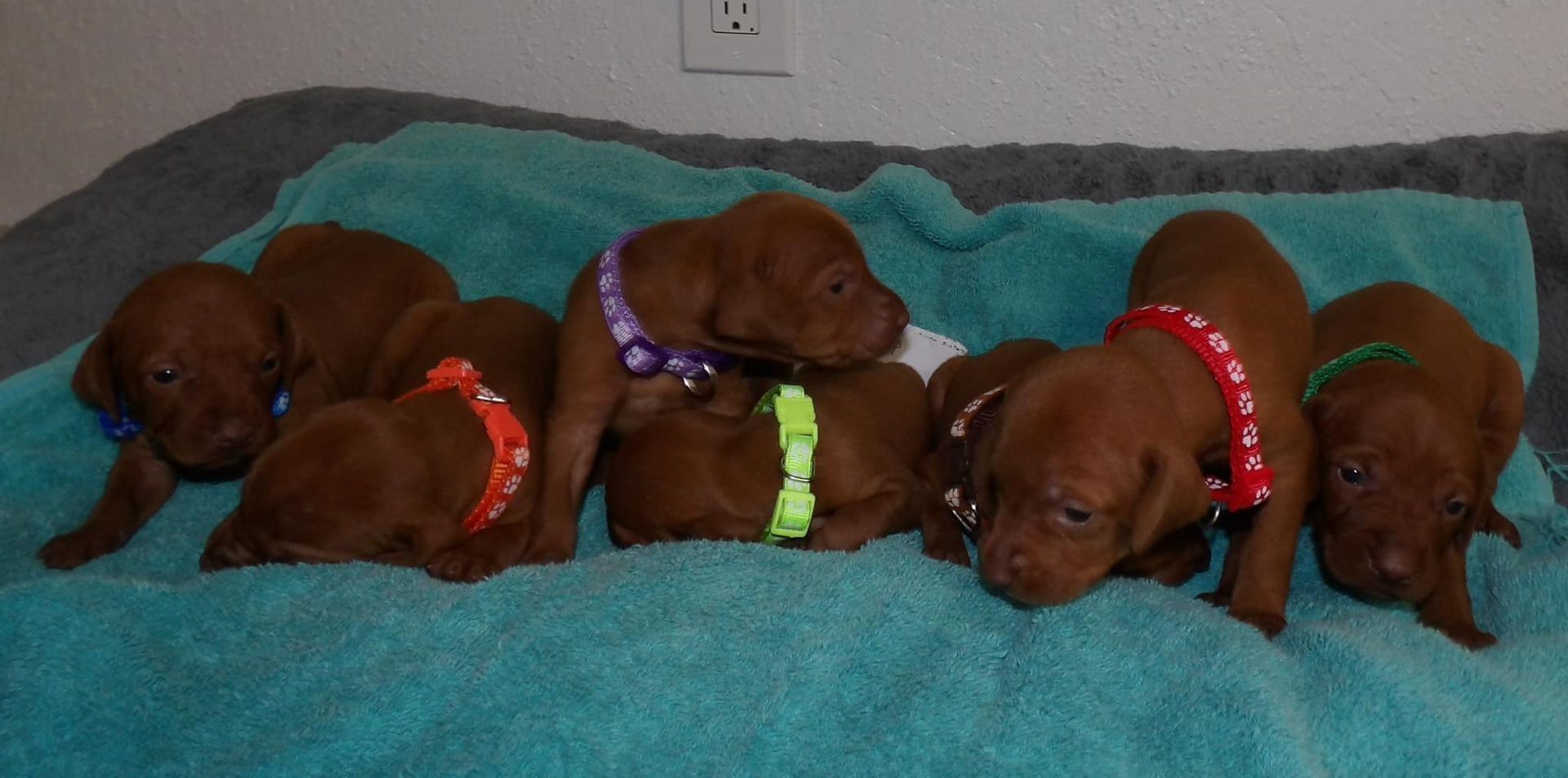 A group of puppies are laying on a blue blanket.