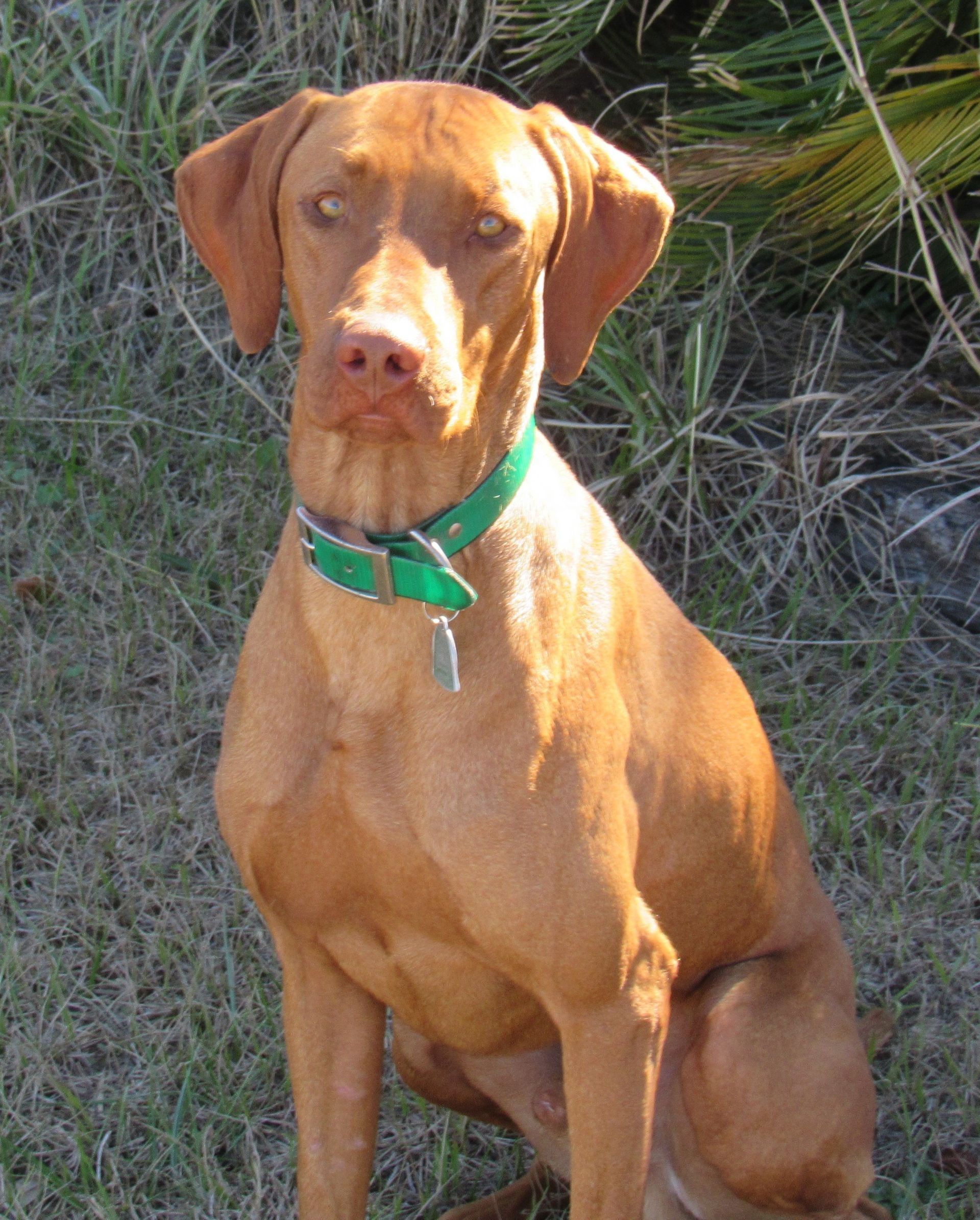 A brown dog wearing a green collar is sitting in the grass.
