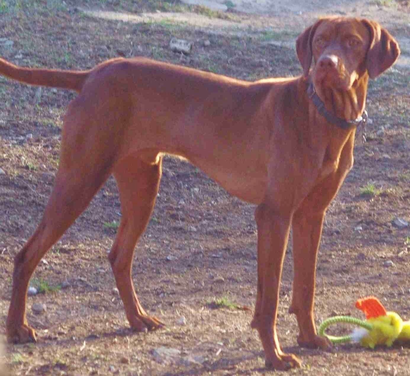 A brown dog standing in the dirt next to a toy.