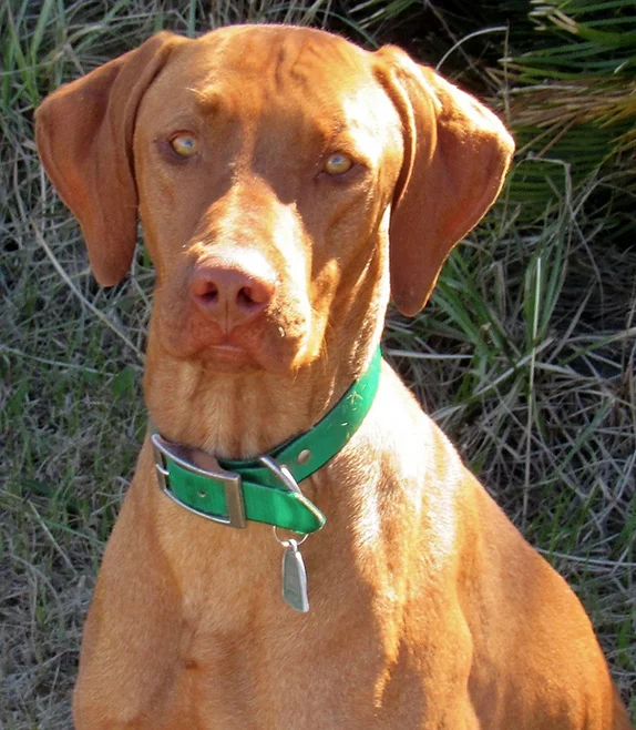 A brown dog wearing a green collar looks at the camera.