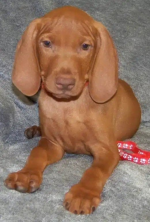 A brown puppy with long ears is laying on a blanket.