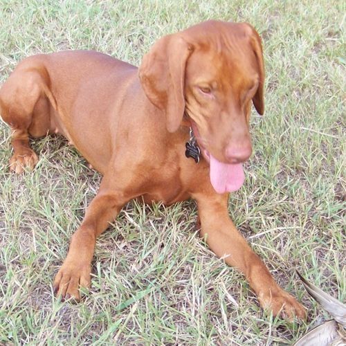 A brown dog with a pink tongue is laying in the grass.