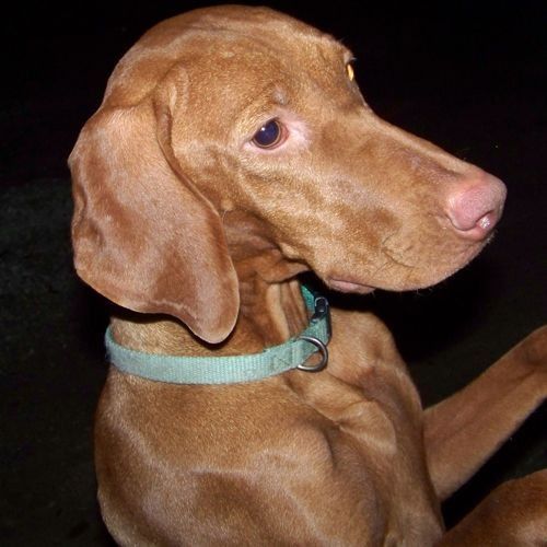 A close up of a brown dog wearing a blue collar.