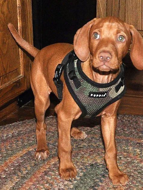 A brown dog wearing a harness is standing on a rug.