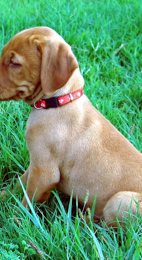 A brown dog wearing a red collar is sitting in the grass.