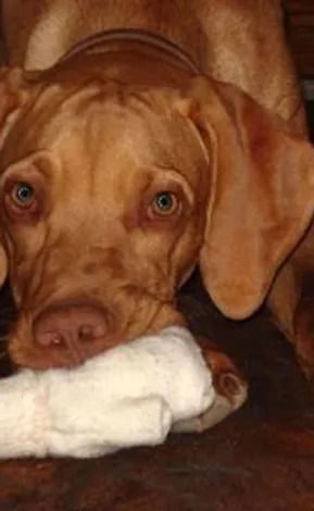 A brown dog is laying on a wooden floor with a sock in its mouth.