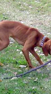 A brown dog is walking on a leash in the grass.