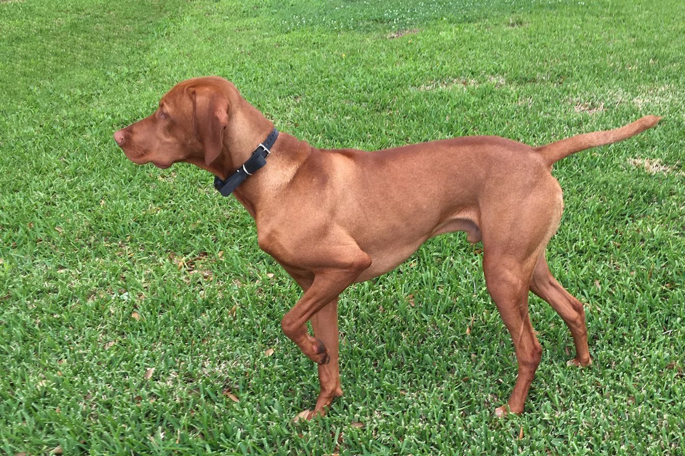 A brown dog wearing a blue collar is standing in the grass.