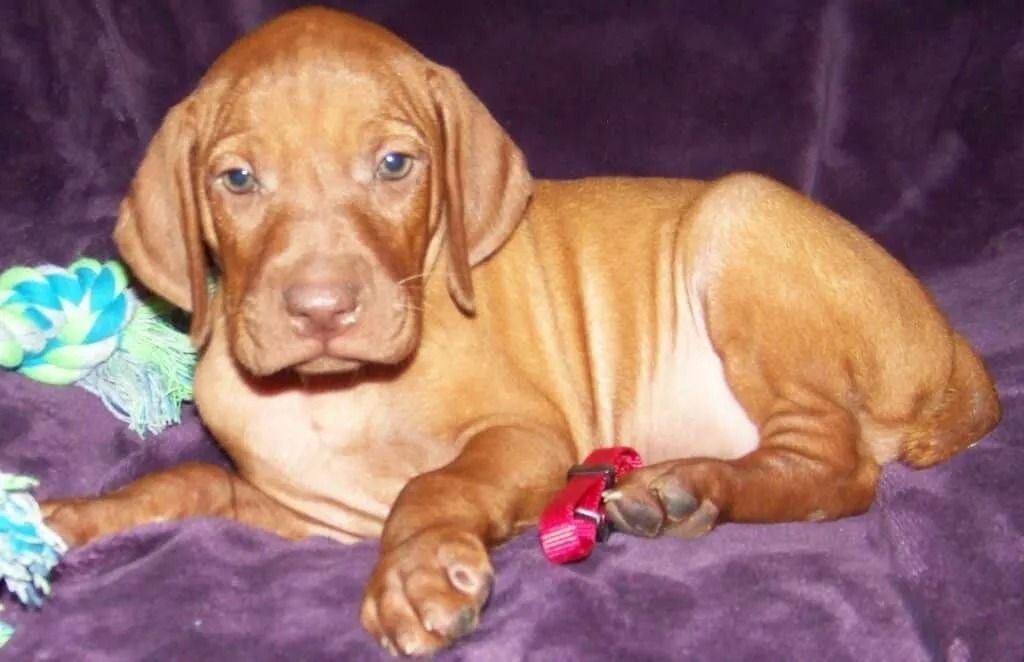 A brown puppy is laying on a purple blanket.