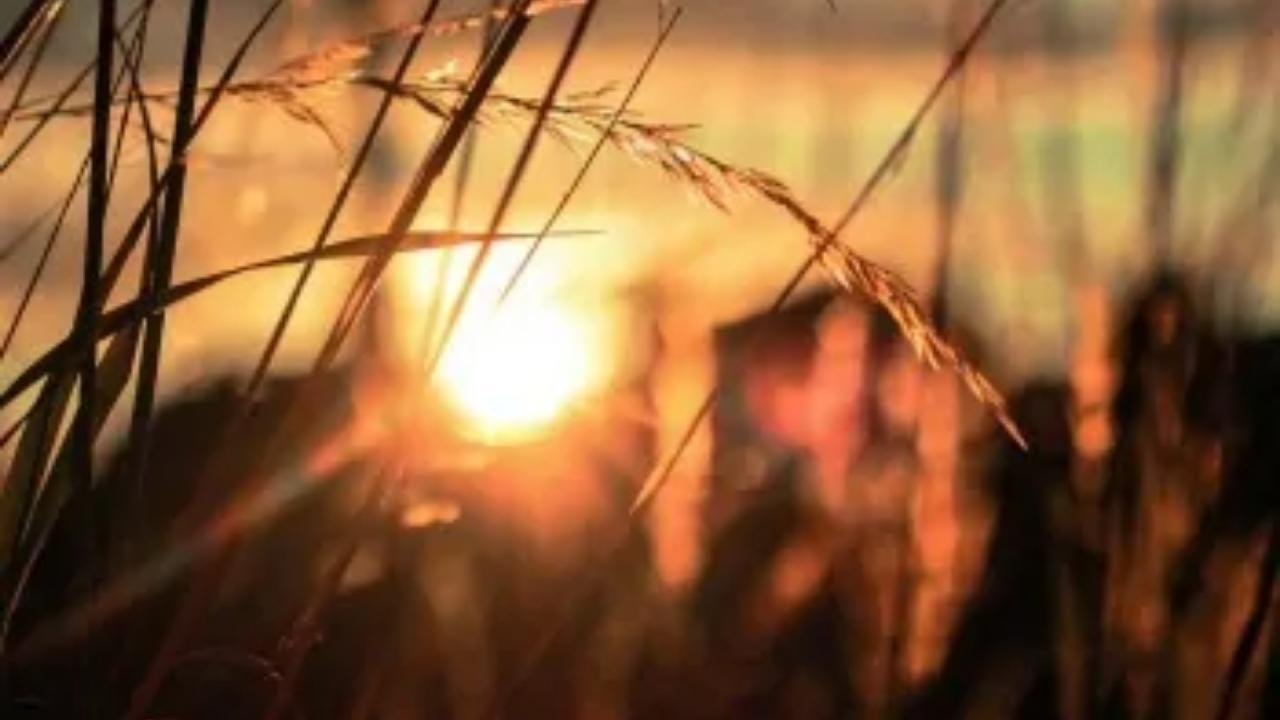 The sun is setting behind a field of tall grass.