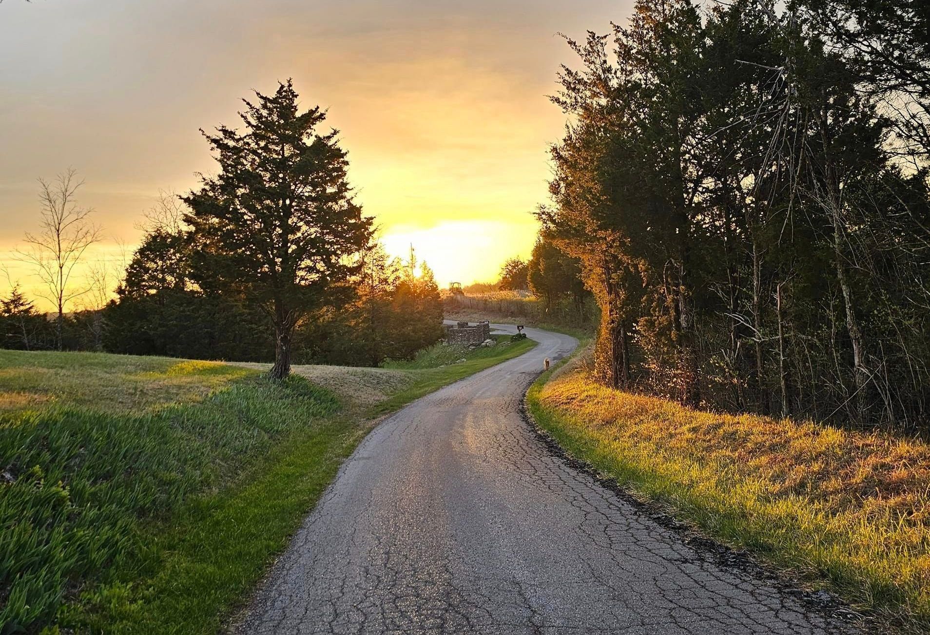 Winding road through a grassy field and trees at sunset; golden light, overcast sky.