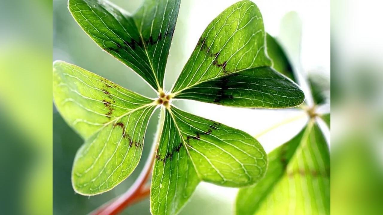 A close up of a four leaf clover on a plant.
