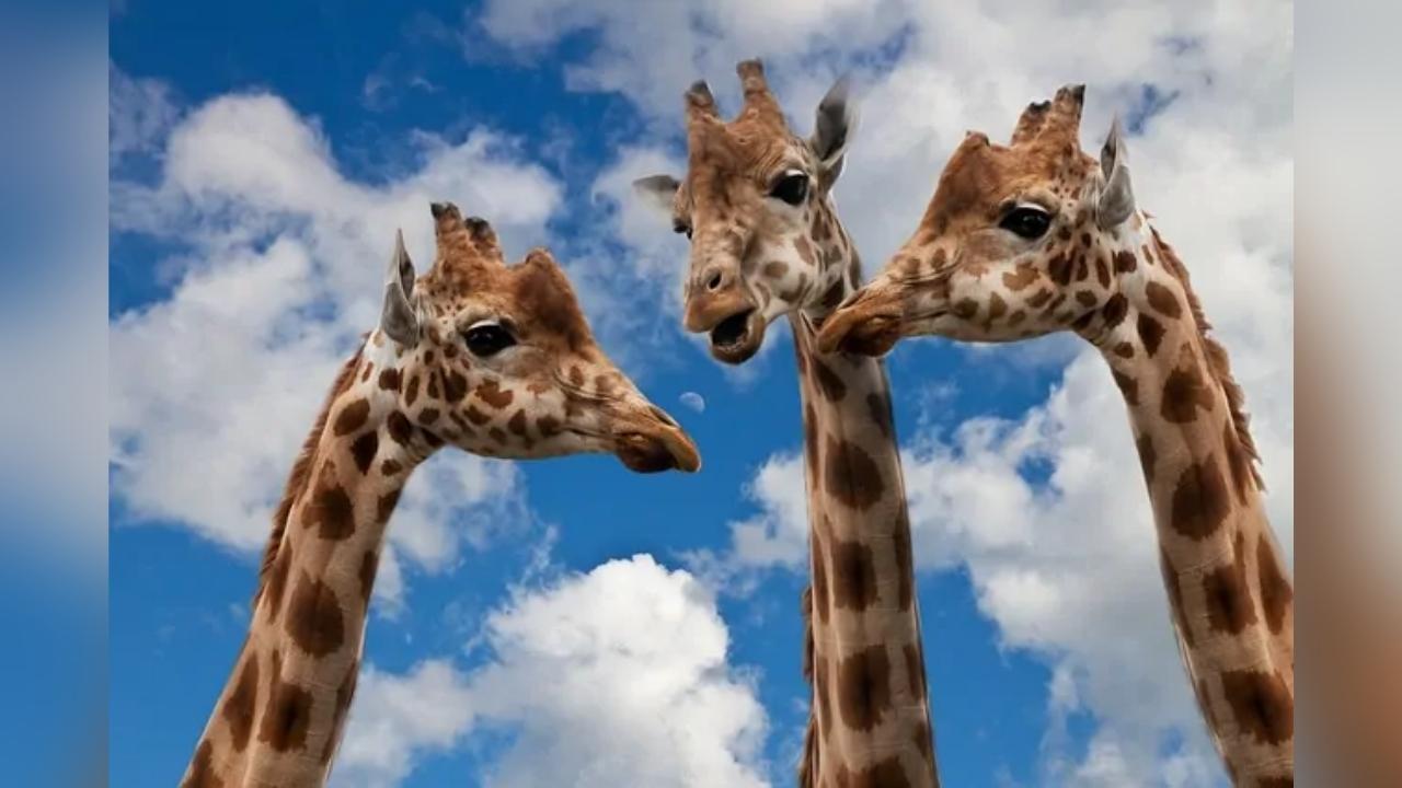 Three giraffes are standing in front of a blue sky with clouds.