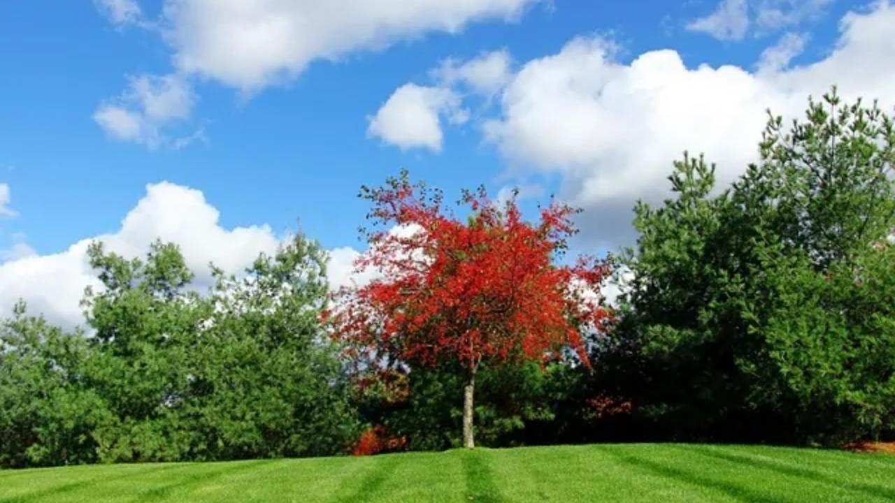 A tree with red leaves is in the middle of a lush green field.